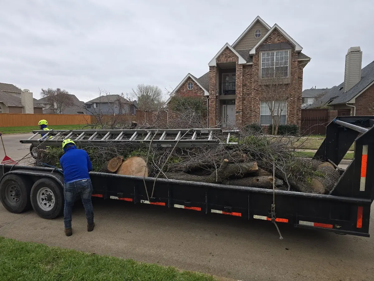 Expert Tree Pest Control with proper safety equipment in Maxwell